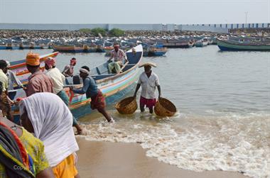 Vizhinjam, Fish Market,_DSC_9038_H600